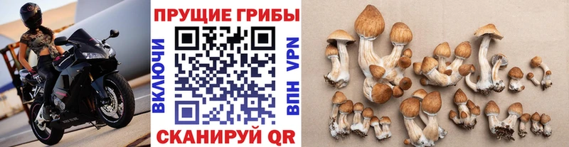 Галлюциногенные грибы Psilocybine cubensis  купить наркоту  Гороховец 